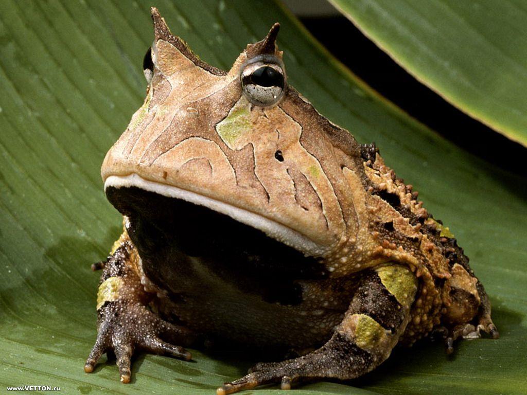 фото рогатой жабы